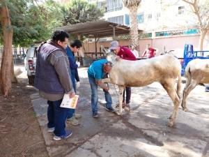 إستمرار تنفيذ ااقوافل البيطرية داخل المستشفى البيطري التعليمي بالكلية