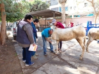 إستمرار تنفيذ ااقوافل البيطرية داخل المستشفى البيطري التعليمي بالكلية