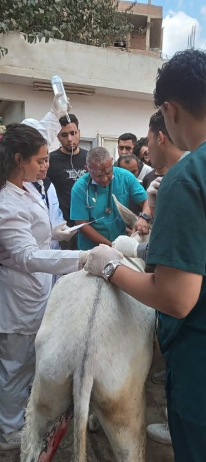 **استمرار القوافل البيطرية بالمستشفى البيطري التعليمي بجامعة بنها بالتعاون مع مؤسسة الجسر المصري للإعلام والتنمية**