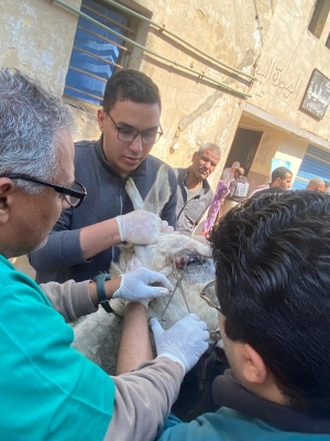 كلية الطب البيطري تنظم قافلة بيطرية مجانية بقرية ميت كنانة مركز طوخ