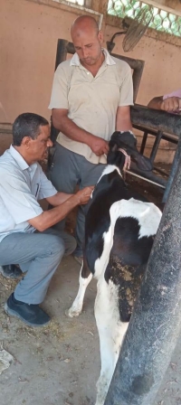 المستشفى البيطري التعليمي في أسبوع.. رعاية بيطرية وتدريب إكلينيكي متواصل