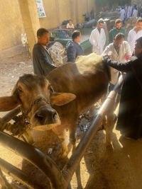 جامعة بنها تنظم قافلة بيطرية مجانية بقرية الحصة بطوخ