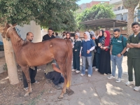 إستمرار تنظيم القوافل البيطرية داخل المستشفى البيطري التعليمي بالتعاون مع مؤسسة الجسر المصري للإعلام والتنمية