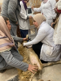 كلية الطب البيطري تنظم قافلة بيطرية مجانية بقرية طحانوب بشبين القناطر
