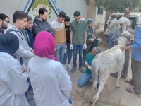 إستمرار تنفيذ ااقوافل البيطرية داخل المستشفى البيطري التعليمي بالكلية بالتعاون مع مؤسسة الجسر المصري للإعلام والتنمية