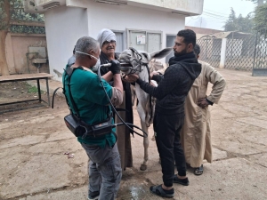 إستمرار تنظيم القوافل البيطرية داخل المستشفى البيطري التعليمي بالكلية بالتعاون مع مؤسسة الجسر المصري للإعلام والتنمية