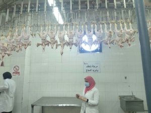 **زيارة ميدانية لمجزر الدواجن وشركة الرواد للحوم والدواجن بقويسنا**